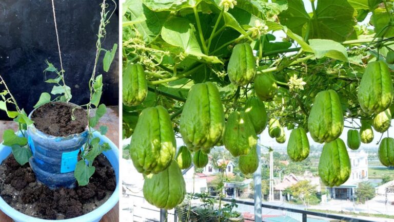 Diese einfache Methode verwandelt leere Plastikflaschen in fruchtbare Chayote-Oasen…
