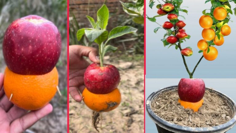 Dieser vergessene Trick lässt Apfelbäume plötzlich auch köstliche Orangen tragen…