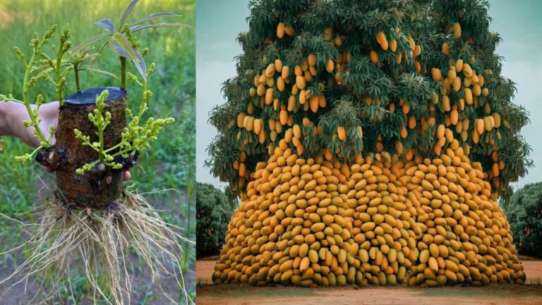 Ein einfacher Trick, um deinen Mangobaum zu vermehren und bald mehr Früchte zu sichern…