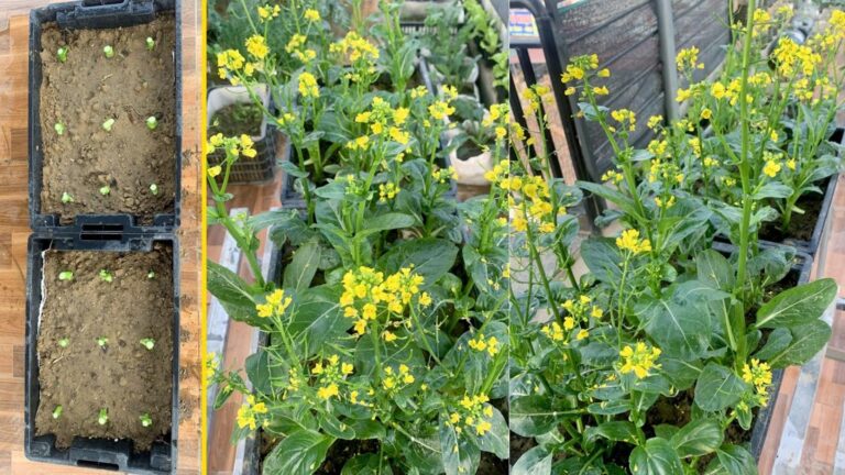 Ein alter Trick, um Gemüse ohne Samen anzubauen – das wird dein Garten verändern…