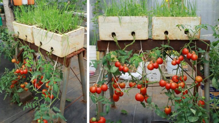 Diese einfache Methode für Tomaten bringt dir ein reiches Ernteglück…