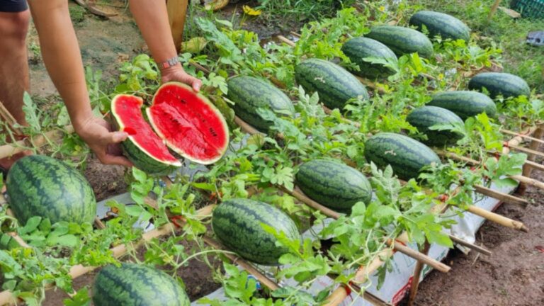Dieser einfache Trick verwandelt jede Tüte Erde in süße Wassermelonen…