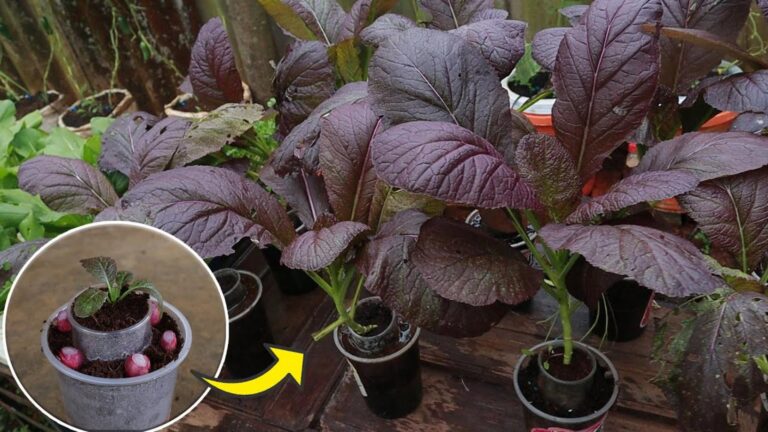 Ein alter Trick, um lila Senfkraut ohne Erde in Plastikbechern zu züchten…
