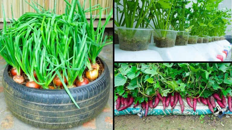 Diese einfache Methode verwandelt jeden kleinen Raum in einen ertragreichen Bio-Garten…