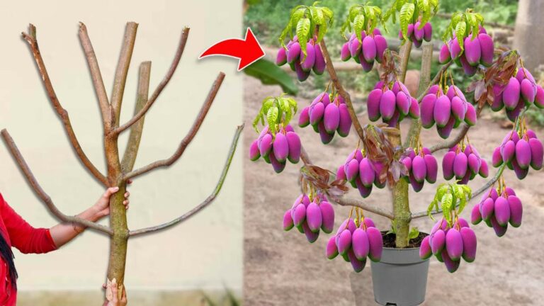 Ein alter Trick, um Mangobäume schnell zu vermehren: So einfach klappt’s mit Rosen und