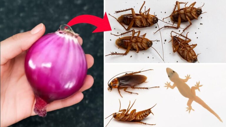 Dieser einfache Trick mit einer Zwiebel hält Kakerlaken sofort fern…