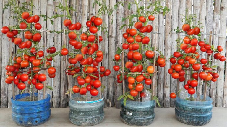 Dieser geniale Trick verwandelt Plastikflaschen in fruchtbare Tomatengärten… entdecke wie!