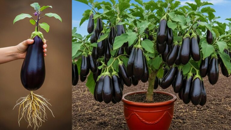 Dieser einfache Trick verwandelt Gemüsefrüchte in prächtige Auberginenbäume … entdecke