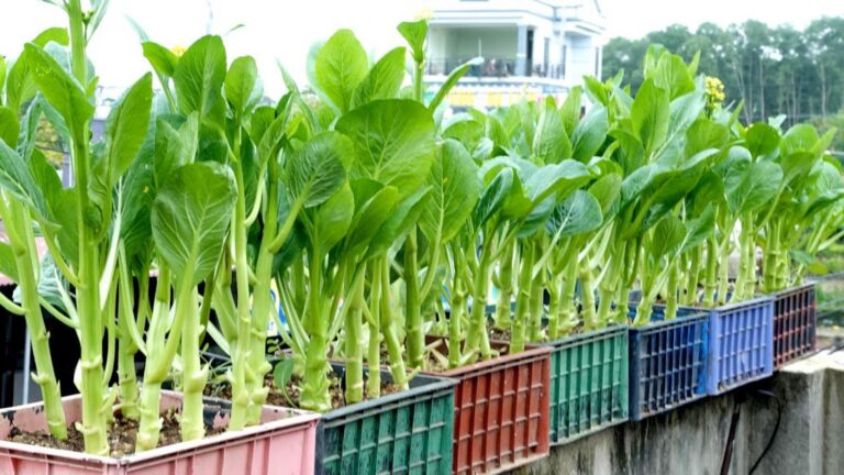 Dieser einfache Trick verwandelt deinen Garten in eine Quelle frischer, gesunder