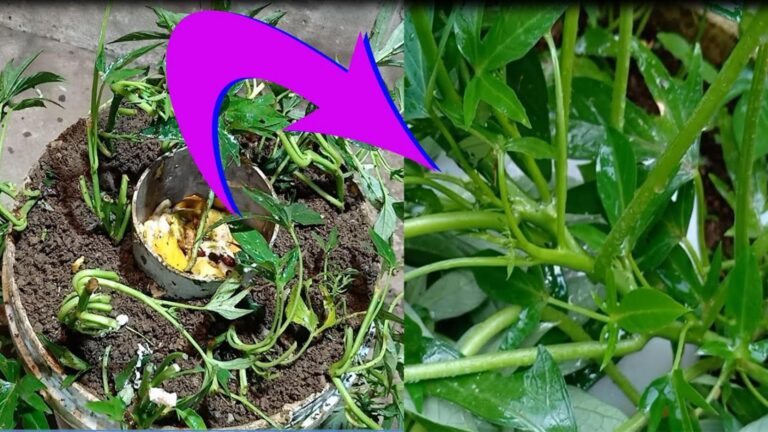 Dieser vergessene Trick verwandelt Küchenabfälle in perfekten Dünger für süße