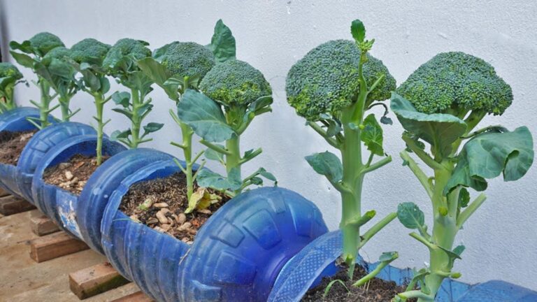 Ein einfacher Trick, um im eigenen Garten frischen Brokkoli zu ernten…