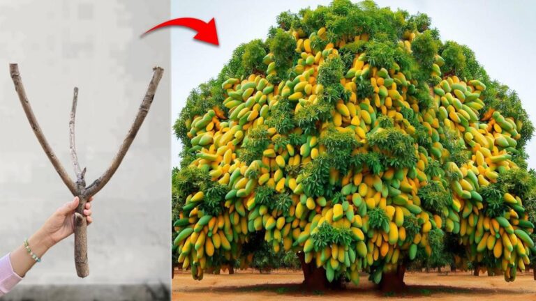 Dieser erstaunliche Trick wird deinen Garten revolutionieren und für fruchtbare Vielfalt