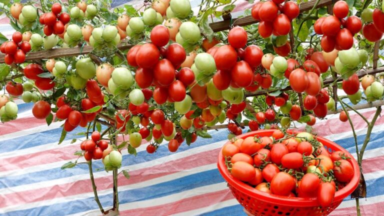Diese einfache Technik revolutioniert deinen Tomatengarten und sorgt für eine reiche