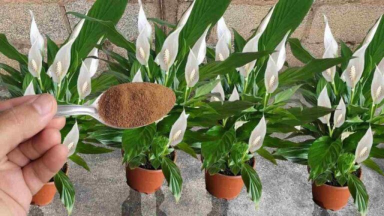 Lilien der Ruhe: Dieser wichtige Tipp sorgt für Langlebigkeit