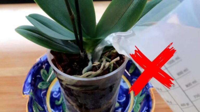 Vermeiden Sie diese Fehler bei Ihrer Orchidee!