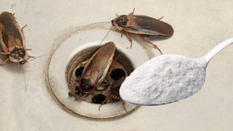 Kakerlaken ade: Mit diesem Trick sind sie für immer weg!