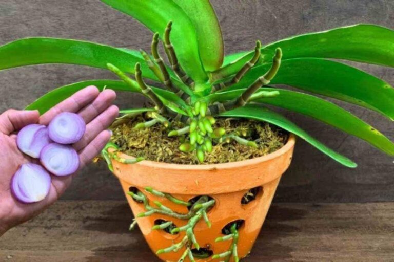 So macht Ihre Orchidee niemals schlapp! Tipps zur Pflege.