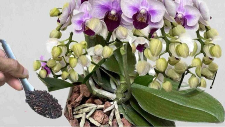 Mit dieser Mischung blühen Orchideen in wenigen Wochen!