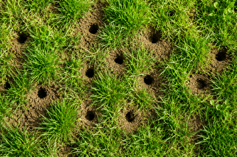Garten: Mäuse mit natürlichen Hausmitteln vertreiben – Helfen Pfeffer, Essig und Co. wirklich?